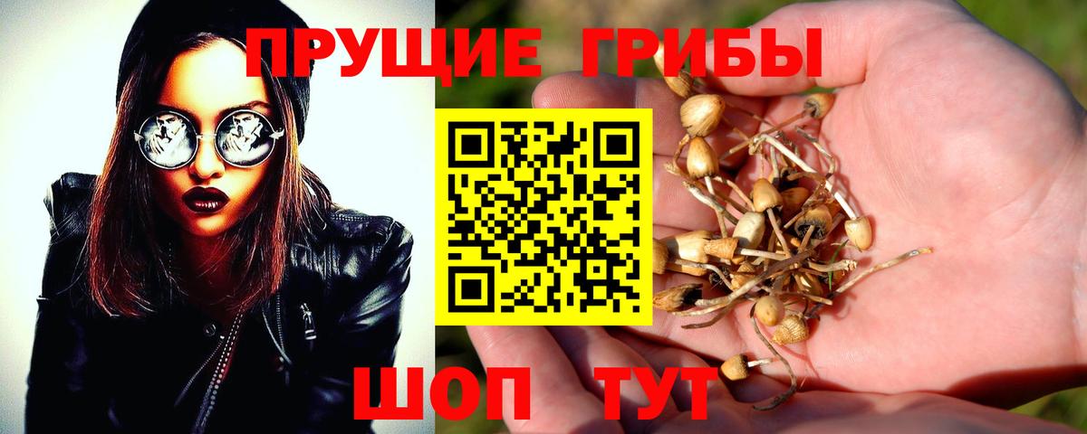 Галлюциногенные грибы Cubensis Губкин
